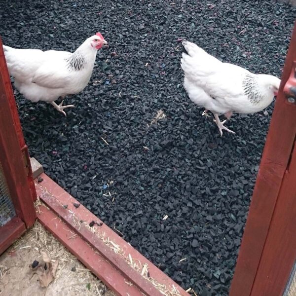 Eco-Pet rubber chippings and hens